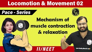 Locomotion and Movement 02 | Mechanism of Muscle contraction & Relaxation | Class 11 | NEET