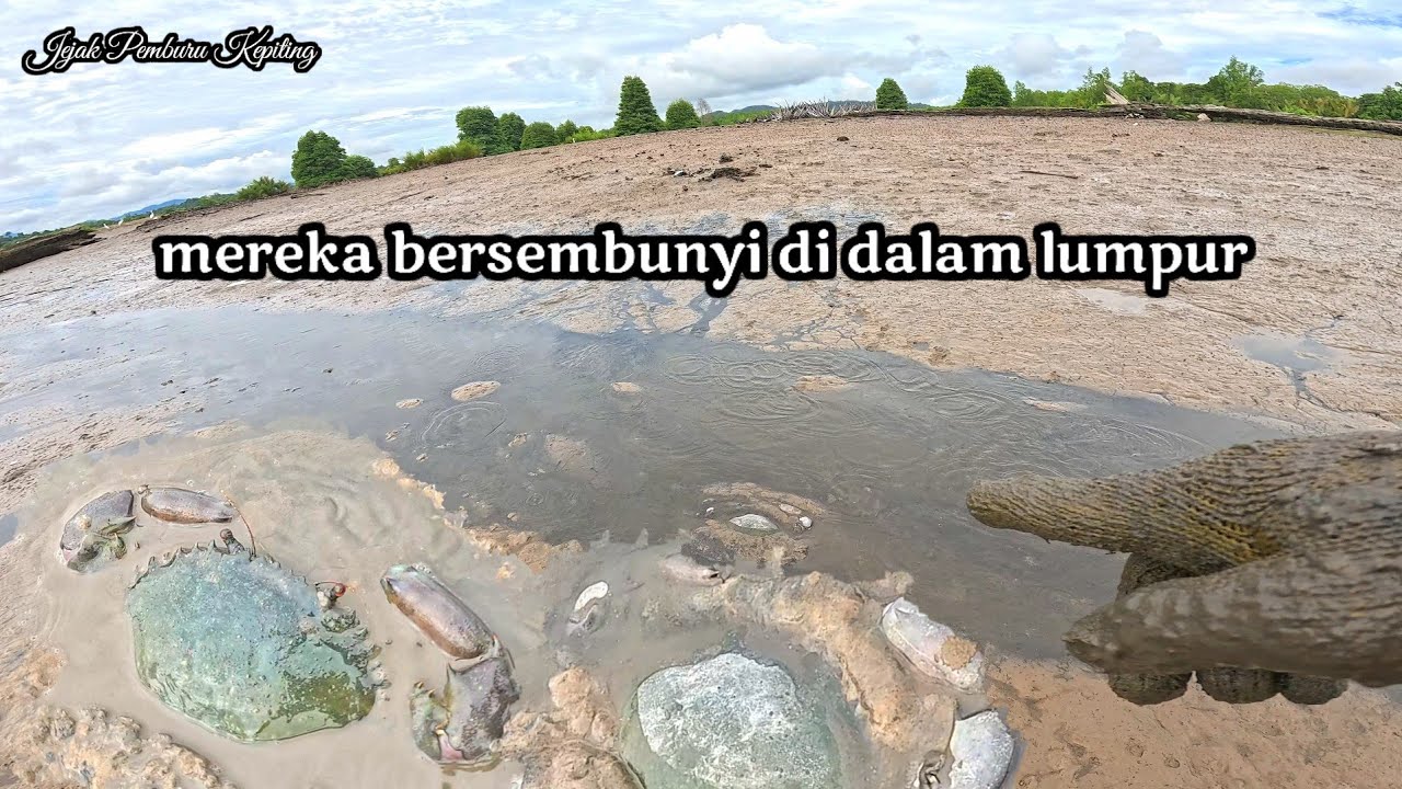 Aksi berburu kepiting raksasa di tambak udang sistem tradisional