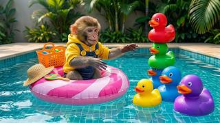 Monkey Mono Swims in the Pond with Ducklings and Saves the Colorful Ducklings from a Trap