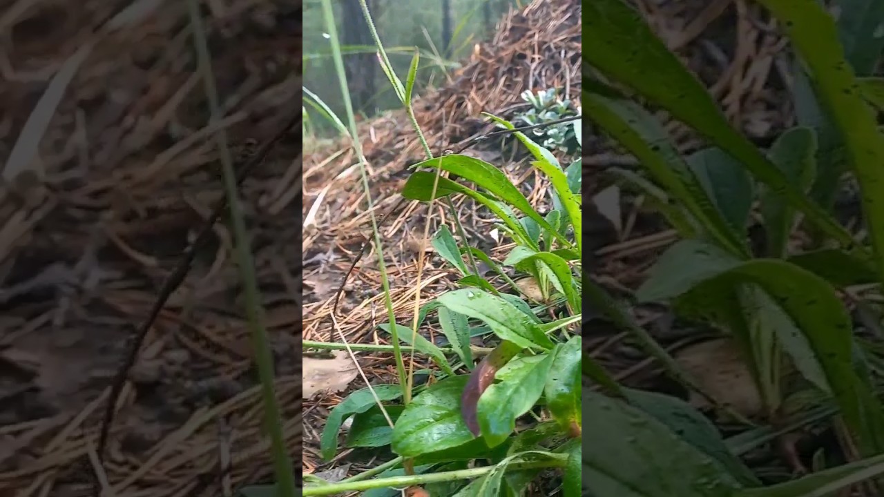 Flora and fauna🐜🌳 