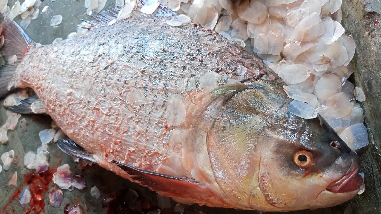 Fish Cleaning and Cutting in Fast speed | Amazing Cutting Skills | Fish Cutting Skills | Part 14