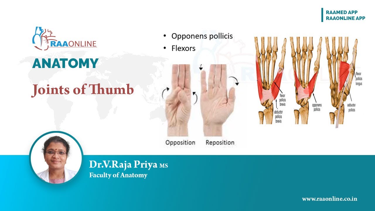 Joints of Thumb YouTube
