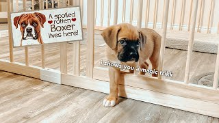 Can My 6 Week Puppy Stay In His Play Pen? 🫢 by Roxie Boxie 687 views 11 months ago 5 minutes, 53 seconds