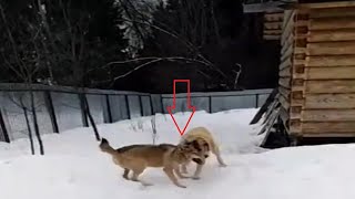 Livestock guardian dog destroys a wolf!!!