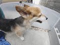 【コーギー犬】プールに使った後にバスタオルで遊ぶコーギー～The pet dog played with a bath towel～