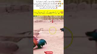 Epic Dog Tug of War 😂🐶 Animals Watch Funny Battle #funny #dogs