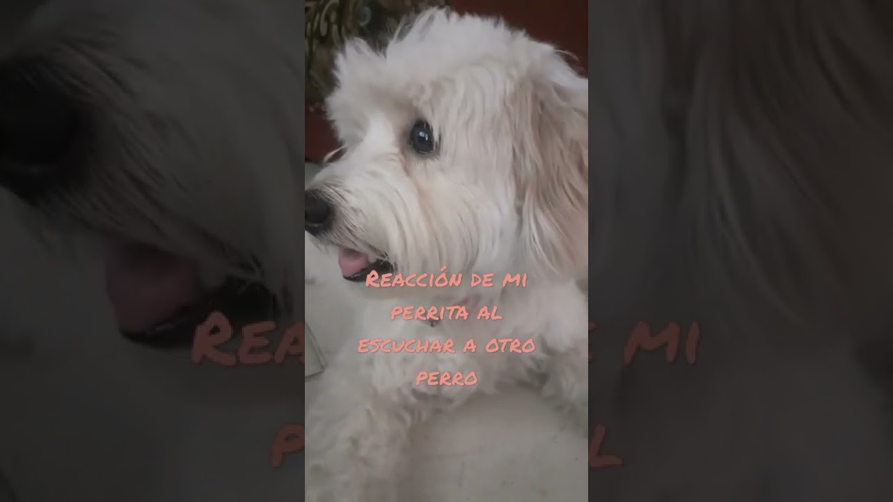 Watch reacción. de mi perra al escuchar a otro perro on YouTube Watch reacción. de mi perra al escuchar a otro perro on YouTube