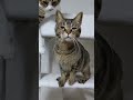 猫パンチが空振りするキジトラ