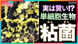 [サイエンスZERO] 世界最大の単細胞生物“粘菌”！| 実は賢い！？驚きの情報処理能力を数式で表す！| 謎多き粘菌の世界をご覧あれ！| NHK