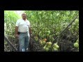 Cultivo de Tomate Orgánico en invernadero