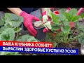 Ваша клубника сохнет? Вырастим здоровые кусты из усов