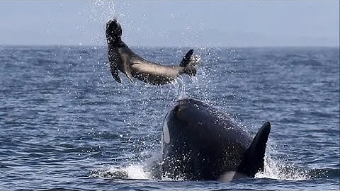 Cuộc Chiến Sinh Tồn Dưới Làn Băng Của Cá Voi Sát Thủ Và Hải Cẩu - Thế giới động vật