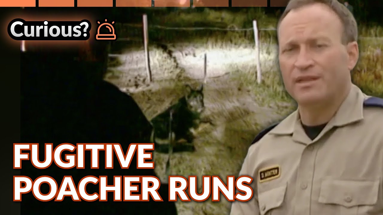 Midnight Moose Poacher Raid with Conservation K9 | Dogs with Jobs