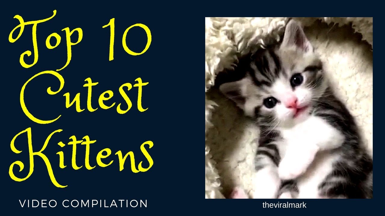 Top 10 Cutest Kittens - video Compilation