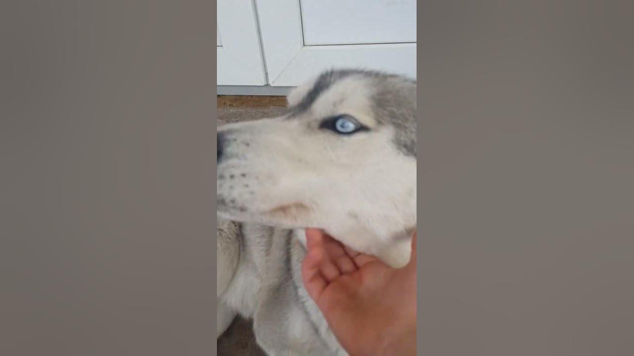 субака - YouTube