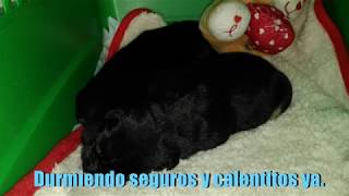 Cachorros abandonados las Pullas 27 02 2019