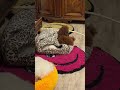 shorts Cute animals