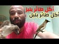 مادة يأكل طائر البلبل . مادة يأكل طائر وطواط