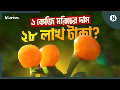 পৃথিবীর সবচেয়ে দামি মরিচ চাষ হচ্ছে কুমিল্লায়; ক্রেতা কারা? | Charapita Chilli |The Business Standard