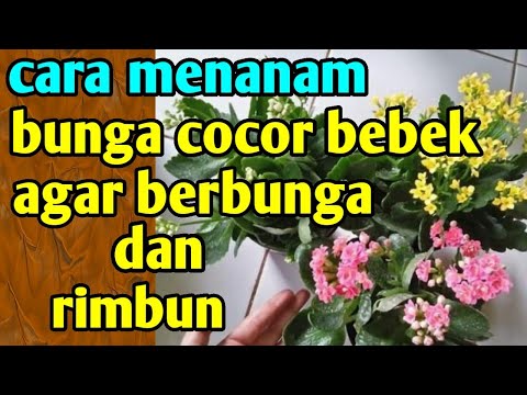 Video: Bunga Kalanchoe buatan sendiri: bagaimana untuk menjaga tumbuhan itu mekar?