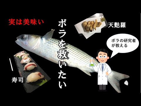 ボラは臭い！？　ボラの研究者が教える生態･歴史から考えるボラの調理法
