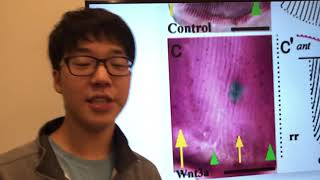 Feather development final presentation