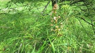 Aesculus hippocastanum 'Laciniata' jírovec maďal