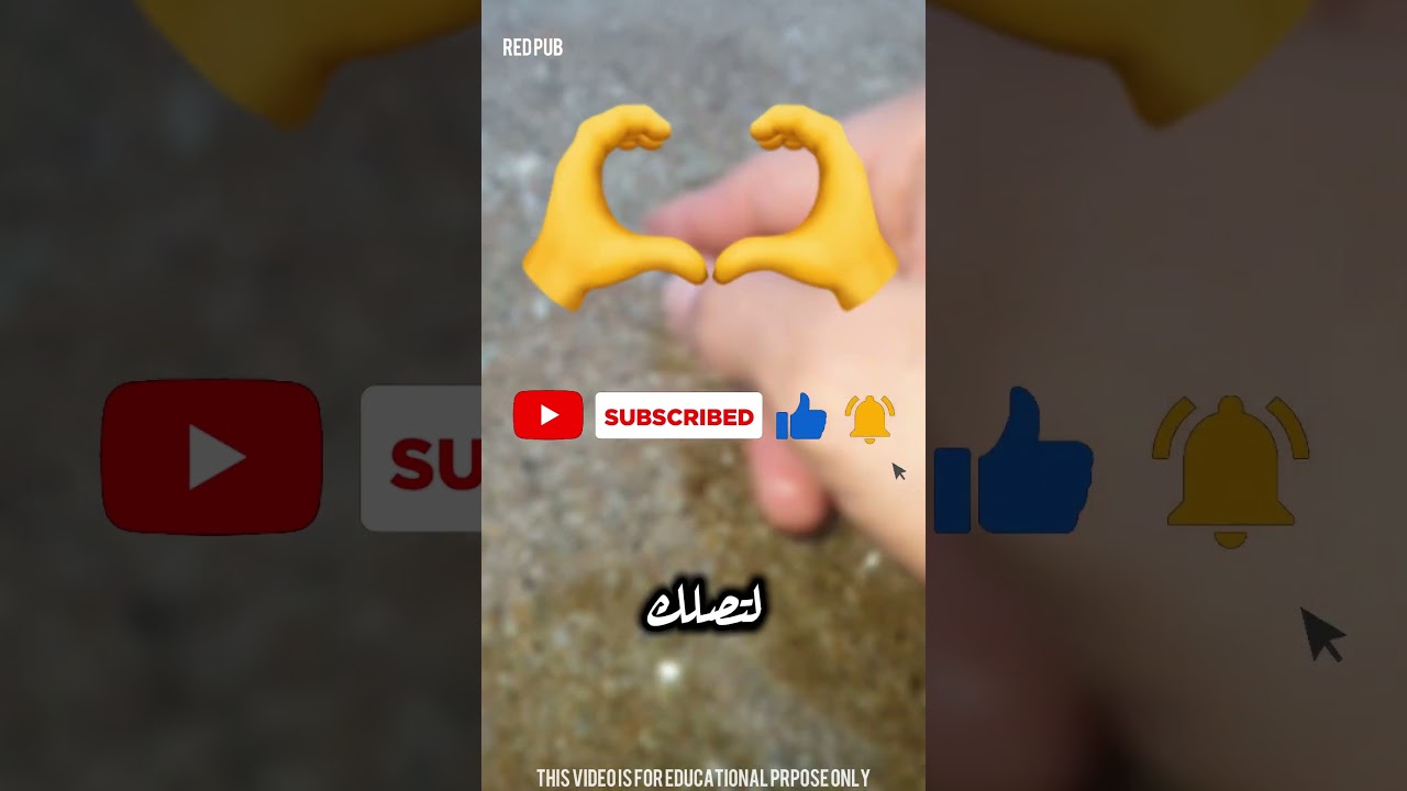 احذر! هذه ليست جيلي في البحر، بل بيض الأخطبوط الخطير! 😱💀 #shortsvideo