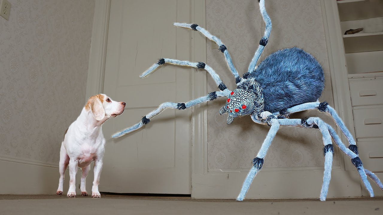 dog eats spider