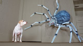 Dogs vs Giant Spider Prank: Funny Dogs Maymo, Penny, & Potpie Dogs vs Giant Spider Prank: Funny Dogs Maymo, Penny, & Potpie
