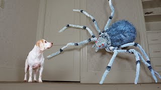 Dogs vs Giant Spider Prank: Funny Dogs Maymo, Penny, & Potpie