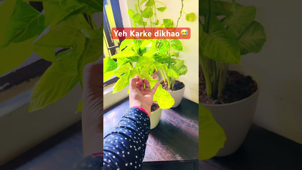 Yeh Karke dikhao😄Amreen saifi😁Simmi & mumma vlogs 