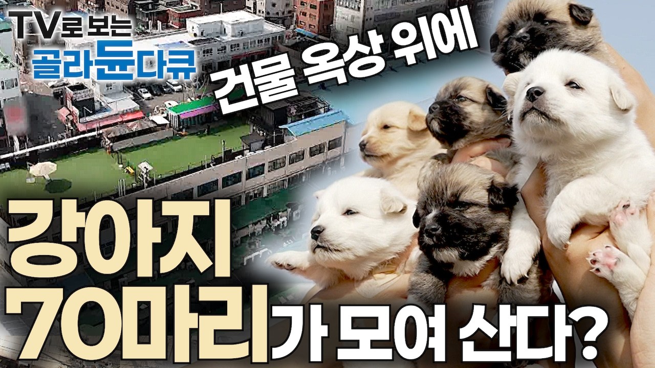 주인 없는 강아지 70마리가 서울 한복판 건물 옥상 위에 모여살게 된 사연｜동대문 재래시장에 이런 곳이 있는 줄 아무도 몰랐다｜강아지 구조｜유기견 보호소｜PD로그｜#골라듄다큐