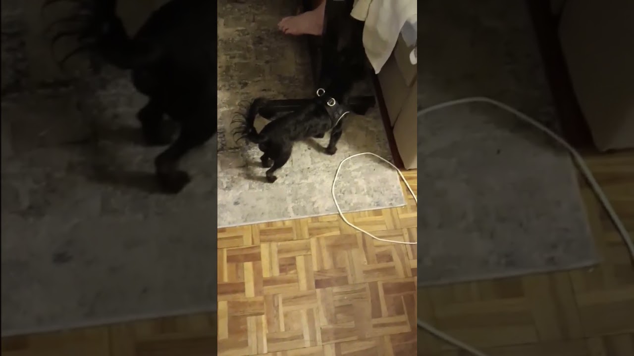 Stryker got a haircut . Just a  cute dog showing confidence