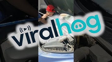 Removing a Venomous Snake From a Car Engine || ViralHog