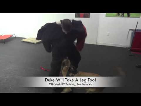 personal-protection-training-at-off-leash-k9-training-northern-virginia