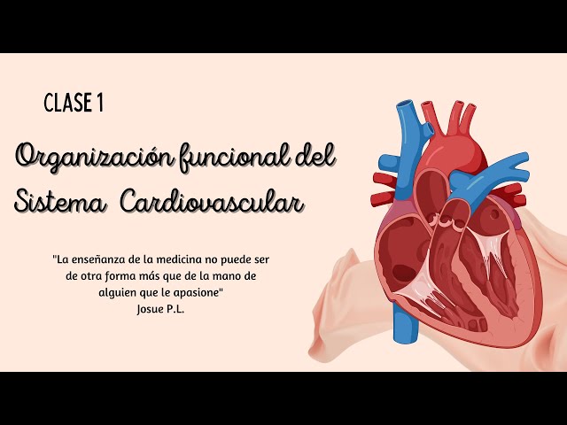 Clase 1: Organización funcional del sistema cardiovascular