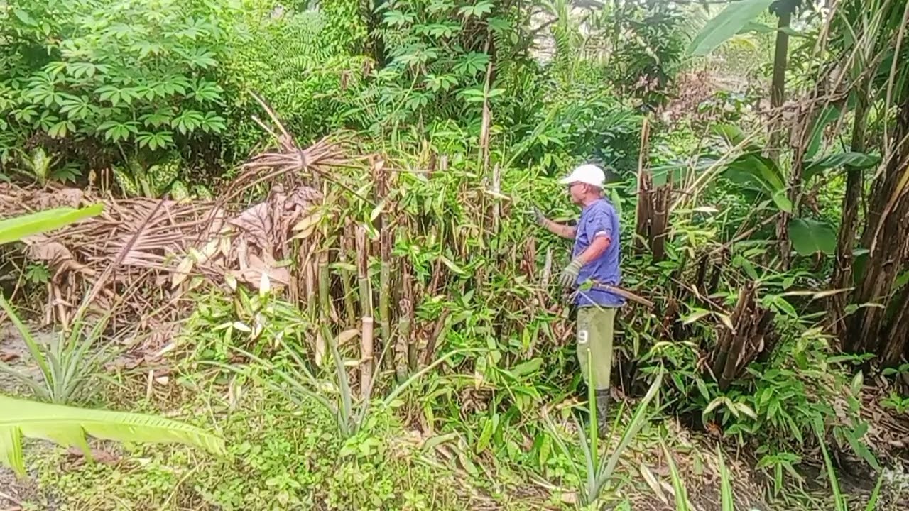 MUAI TELESAK BULUH BA TEPI KEBUN.