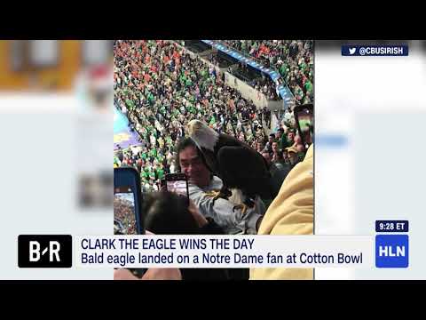 Bald Eagle Lands on Two Fans at Football Game | Weird Things