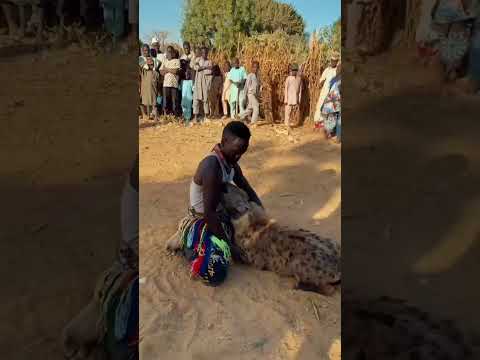 دولة نيجيريا Shorts جو حطاب ضباع نيجيريا