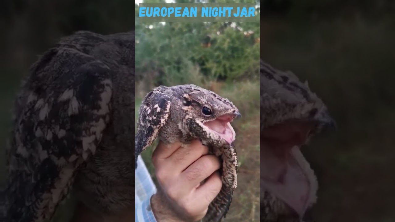 SCARY BIRD 🐦 European nightjar 