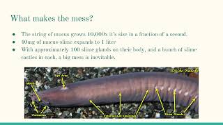Hagfish Slime: Changing the Future