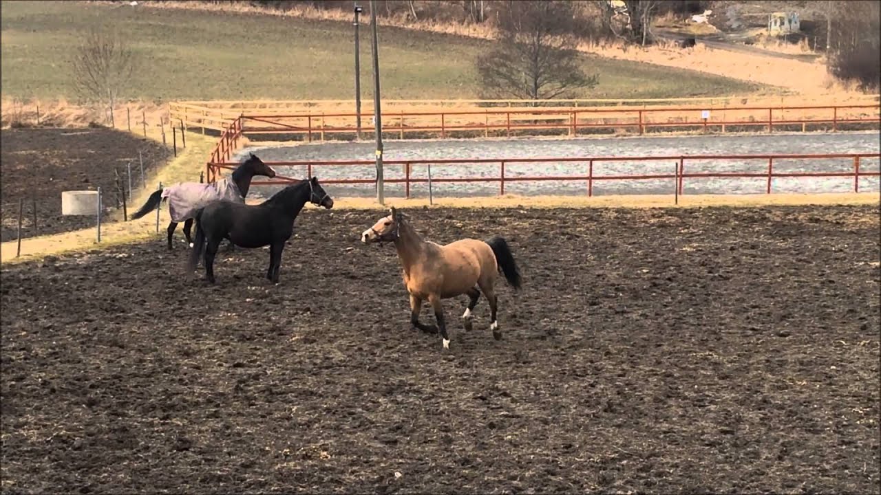 160318 pregnant mares running YouTube