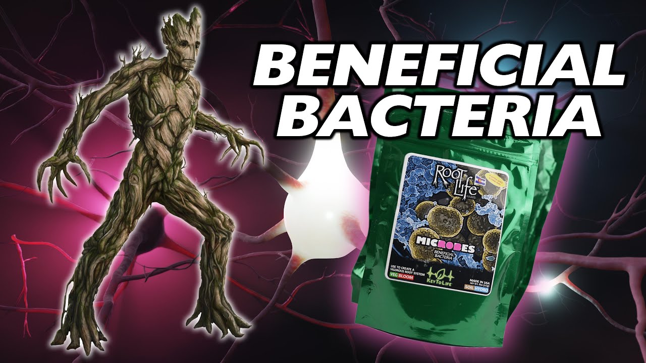 Root Life Microbes | Beneficial Bacteria to Strengthen Your Plants' Roots