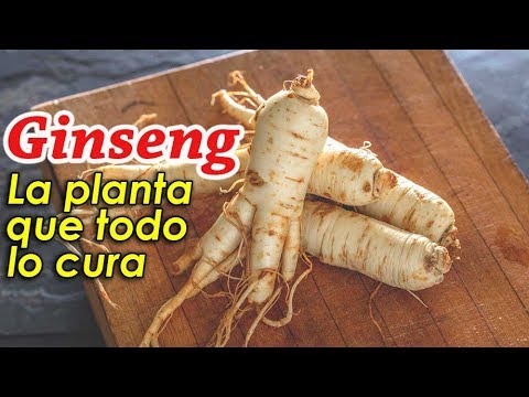 Video: ¿Se puede comer ginseng?: ¿Cuáles son las partes comestibles de las plantas de ginseng?