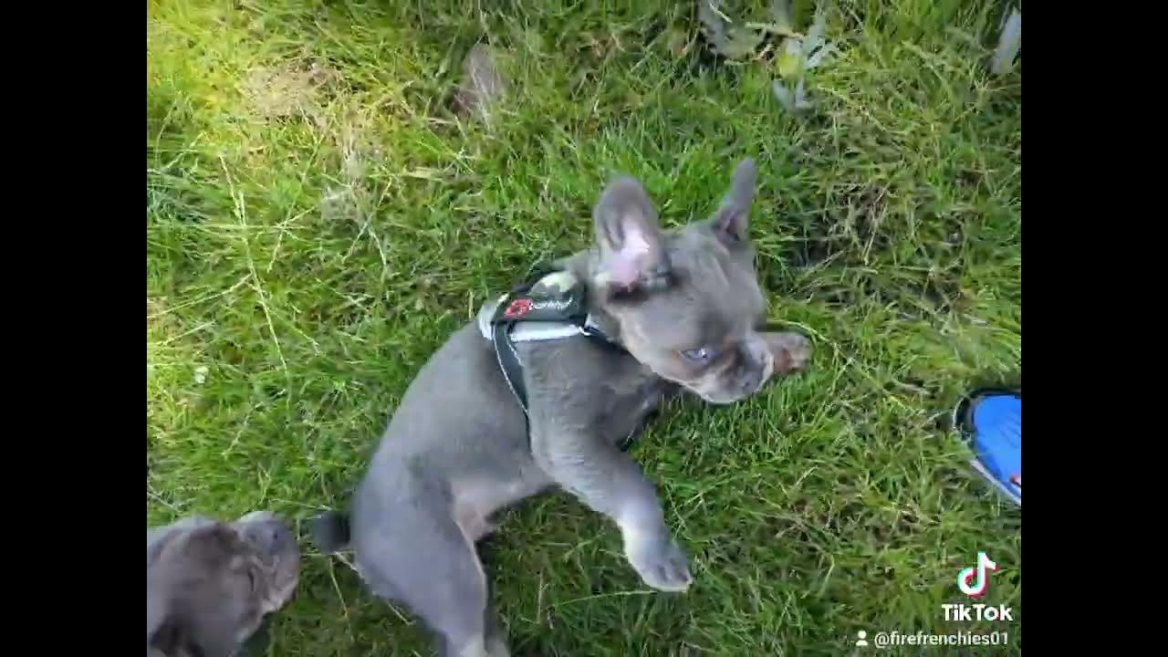 pup-play-youtube
