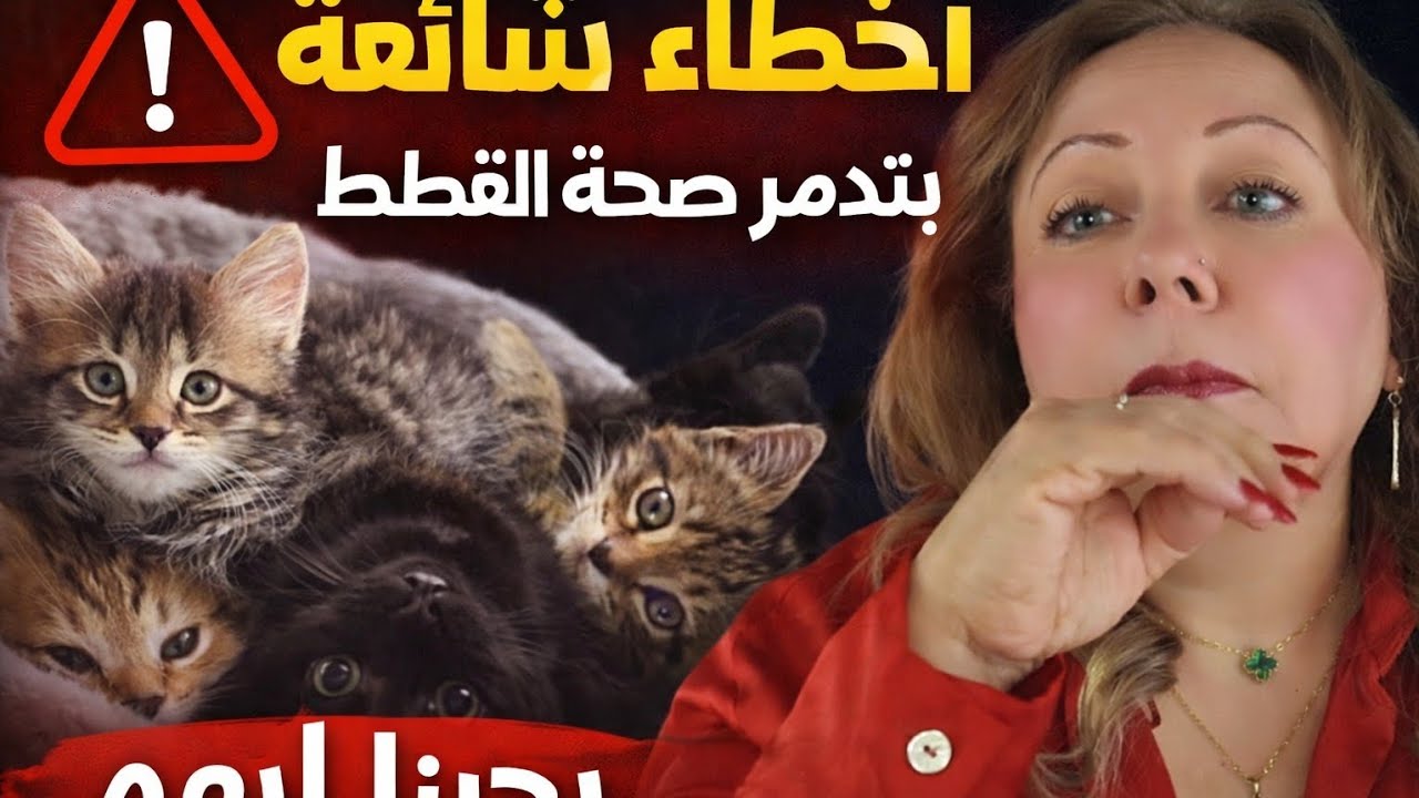 4 أخطاء شائعة ممكن تقصر عمر 🐈قطتك