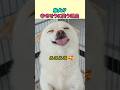柴犬が幸せそうに笑う理由