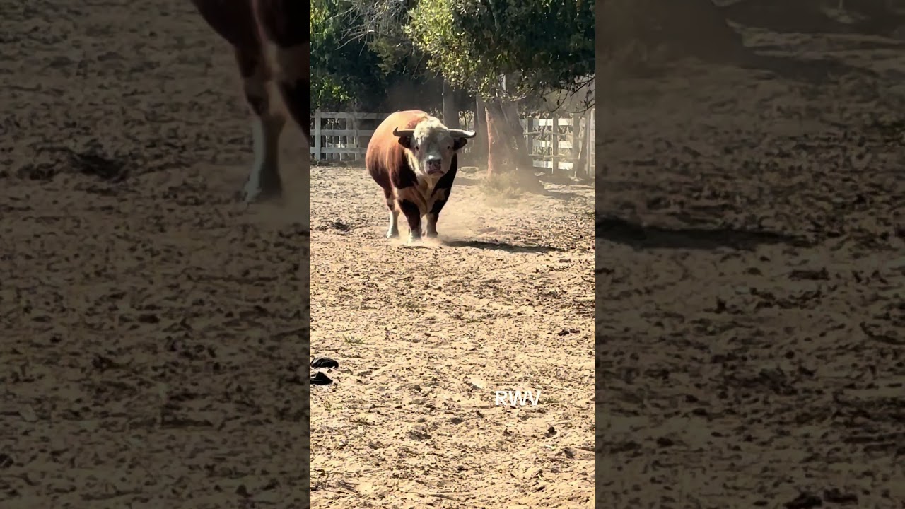 Texas Ranch Vibes with a Baby Hereford 🤠🐄 