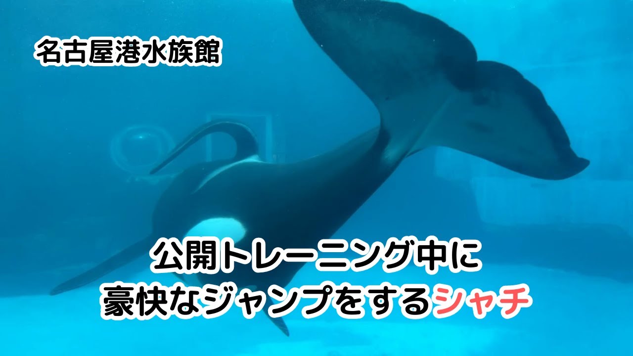 新品未開封 名古屋港水族館 シャチのクーちゃん オイルライター 当時物 名古屋港水族館】 水中から見たシャチの公開トレーニング / Public